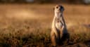 Cloudflare Meerkat: Bước tiến đột phá trong điều phối hệ thống phân tán toàn cầu