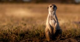 Cloudflare Meerkat: Bước tiến đột phá trong điều phối hệ thống phân tán toàn cầu